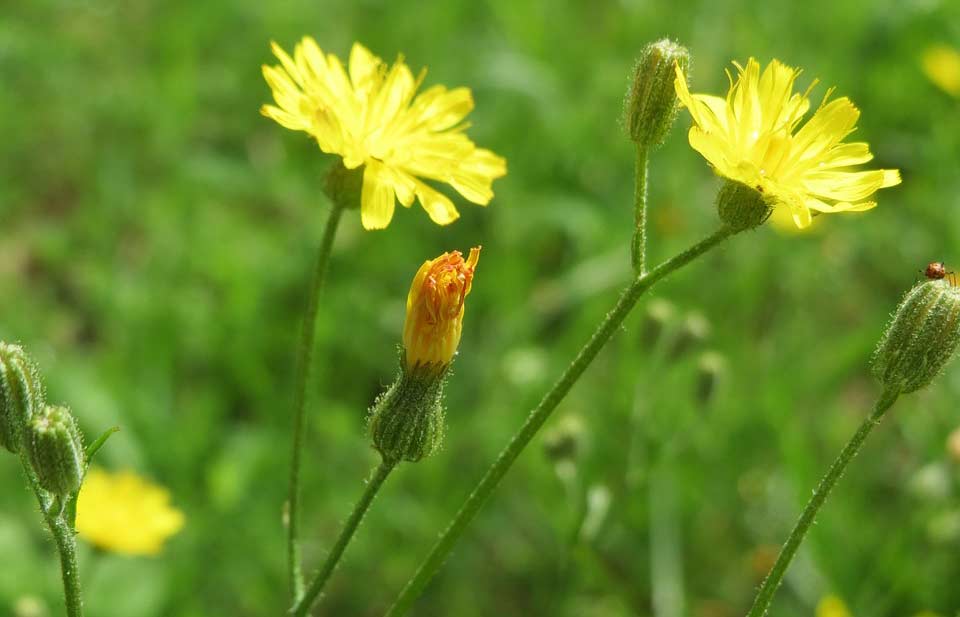 Gemeines Ferkelkraut Hypochaeris radicata