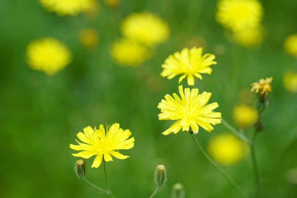 Gewöhnliches Ferkelkraut Hypochaeris radicata